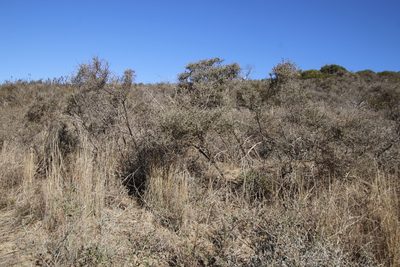 Psoralea hirta, photographed by Tony Rebelo