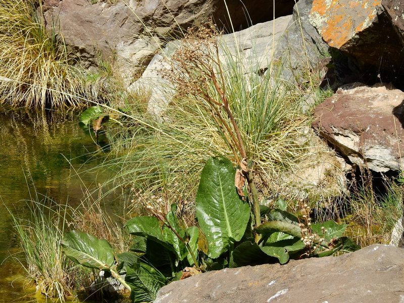 Senecio fistulosus, photographed by Guillermo Debandi