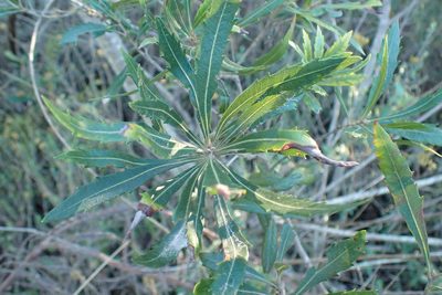 Myrica serrata, photographed by Di Turner