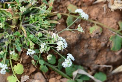 Pimpinella adscendens, photographed by S.MORE