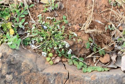 Pimpinella adscendens, photographed by S.MORE