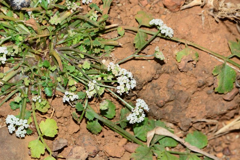 Pimpinella adscendens, photographed by S.MORE