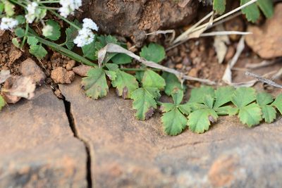 Pimpinella adscendens, photographed by S.MORE