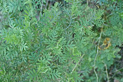 Hippia frutescens, photographed by Di Turner