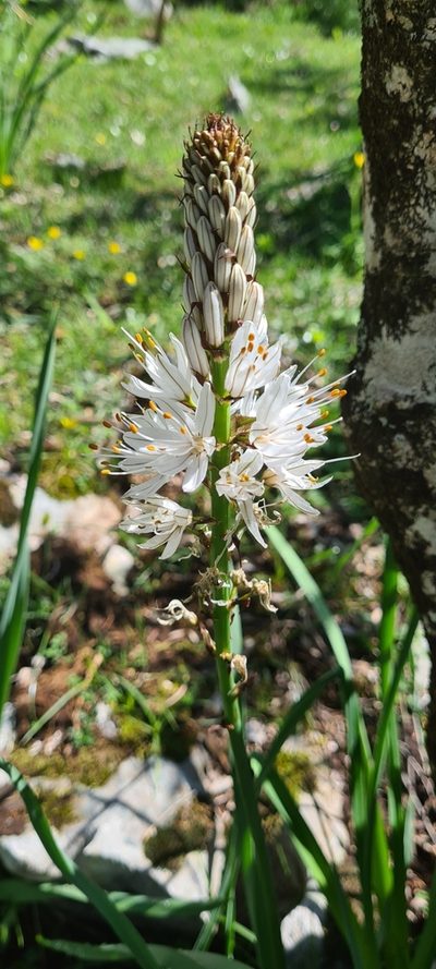 Asphodelus macrocarpus, photographed by Vincenzo Lattanzi