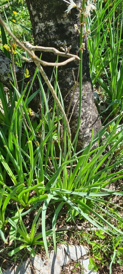 Asphodelus macrocarpus, photographed by Vincenzo Lattanzi