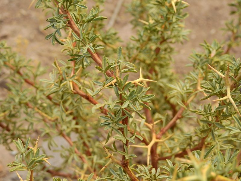 Adesmia volckmannii, photographed by Guillermo Debandi