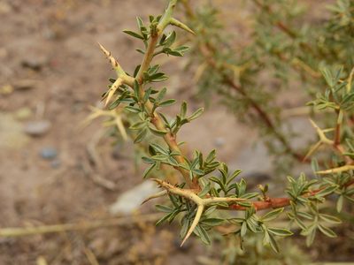 Adesmia volckmannii, photographed by Guillermo Debandi