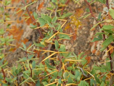 Berberis grevilleana, photographed by Guillermo Debandi