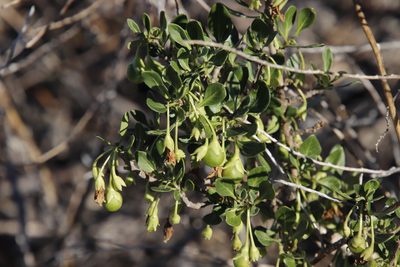 Solanum guineense, photographed by Tony Rebelo