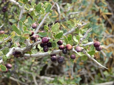 Schinus odonellii, photographed by Guillermo Debandi