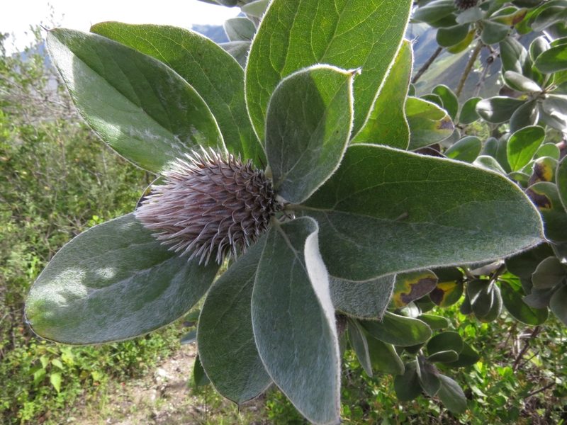 Arnaldoa weberbaueri, photographed by Manuel Roncal
