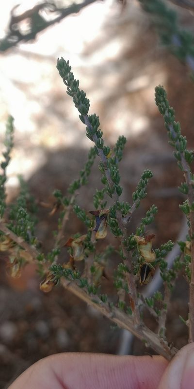 Aspalathus recurva, photographed by leandra-k_89