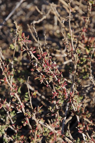 Tetragonia saligna, photographed by Tony Rebelo