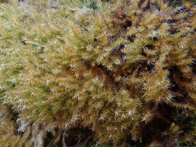 Campylium chrysophyllum, photographed by Christian Berg