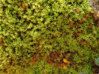 Hydrogonium croceum, photographed by Christian Berg