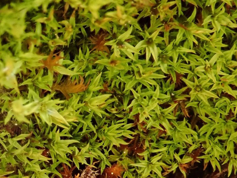 Hydrogonium croceum, photographed by Christian Berg