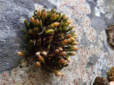 Orthotrichum cupulatum, photographed by Christian Berg