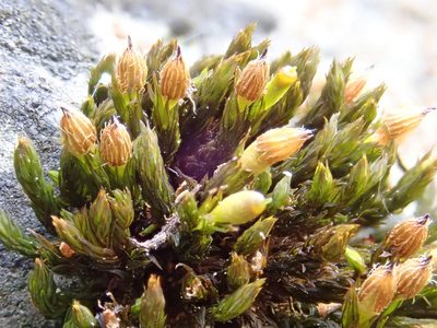 Orthotrichum cupulatum, photographed by Christian Berg