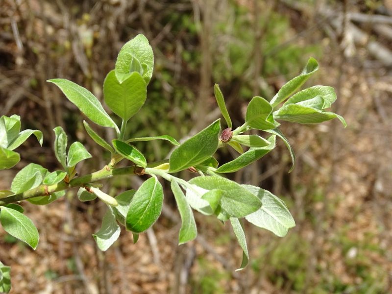 Salix appendiculata, photographed by Christian Berg