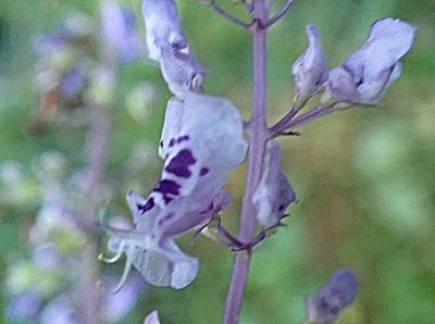 Plectranthus fruticosus, photographed by Di Turner