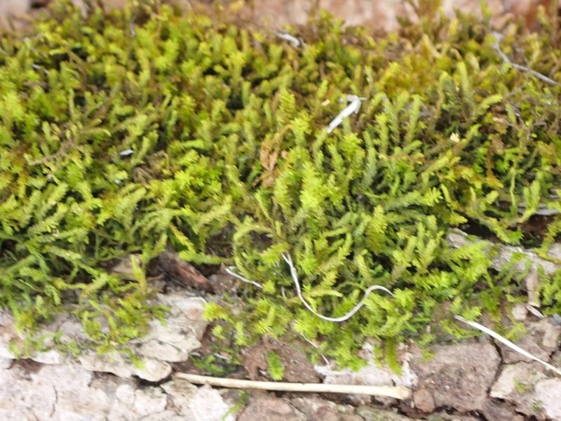 Anomodon minor, photographed by Mary Krieger