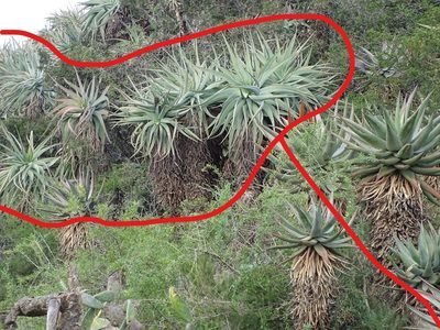 Aloe speciosa, photographed by Shaun Swanepoel