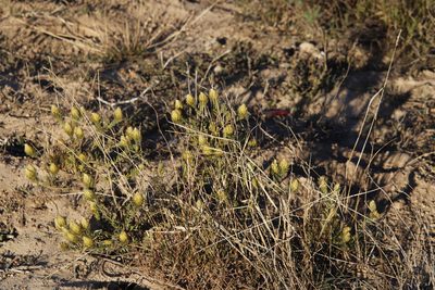 Phylica plumosa, photographed by Tony Rebelo