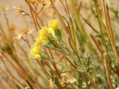 Senecio covasii, photographed by Guillermo Debandi