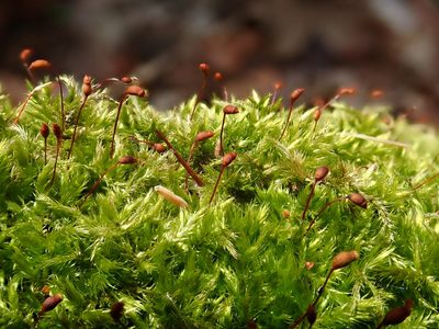 Sciuro-hypnum populeum, photographed by Christian Berg