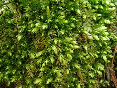 Plagiothecium cavifolium, photographed by Christian Berg