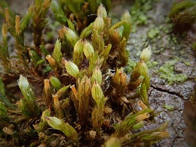 Orthotrichum patens, photographed by Christian Berg