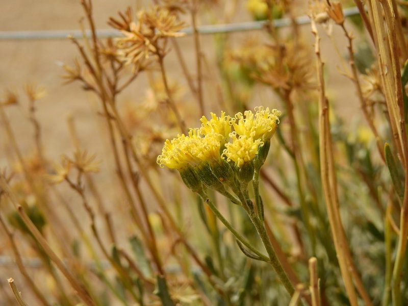 Senecio covasii, photographed by Guillermo Debandi