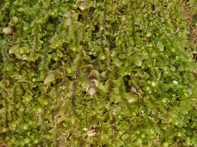 Jungermannia atrovirens, photographed by Christian Berg