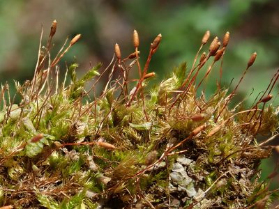 Pylaisia polyantha, photographed by Christian Berg