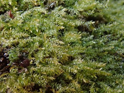Oxyrrhynchium hians, photographed by Christian Berg