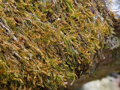 Hygrohypnum luridum, photographed by Christian Berg