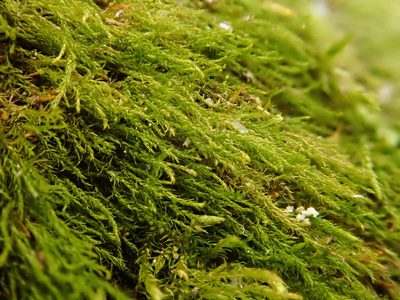 Pseudoamblystegium subtile, photographed by Christian Berg