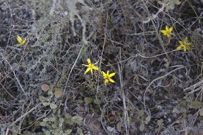 Empodium plicatum, photographed by Tony Rebelo