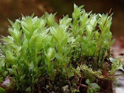 Mnium marginatum, photographed by Christian Berg