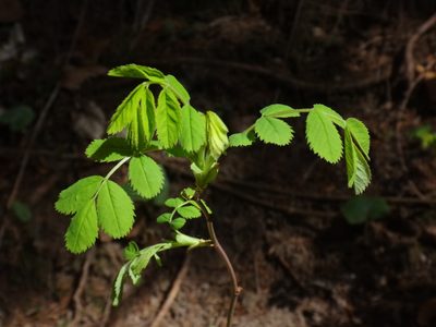 Rosa arvensis, photographed by Christian Berg
