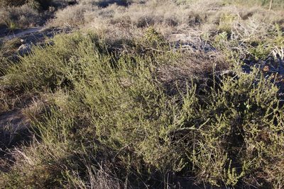 Cliffortia juniperina, photographed by Tony Rebelo