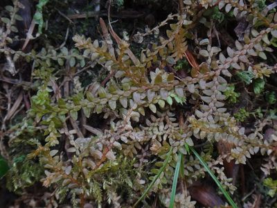 Selaginella helvetica, photographed by Christian Berg