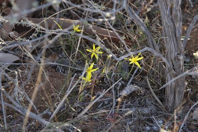 Empodium plicatum, photographed by Tony Rebelo