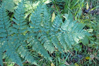 Dryopteris inaequalis, photographed by Di Turner