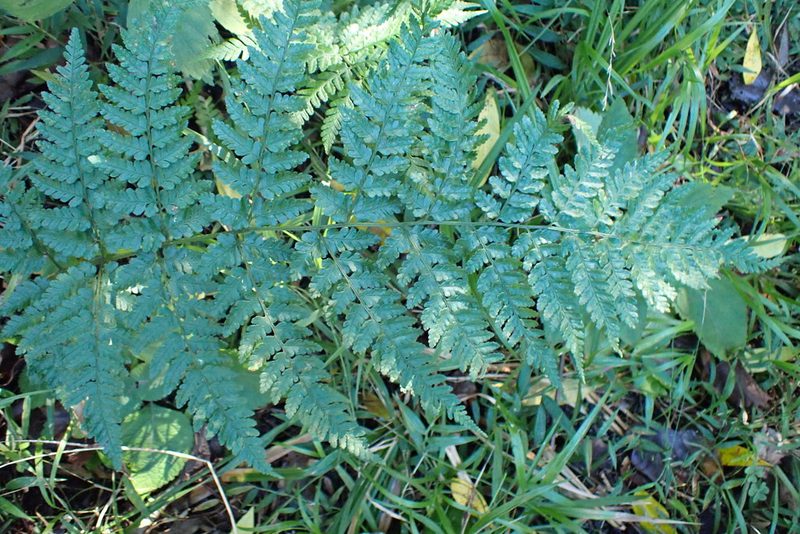 Dryopteris inaequalis, photographed by Di Turner