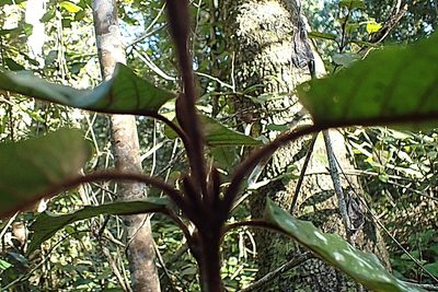 Trichocladus crinitus, photographed by Di Turner