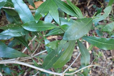 Gonioma kamassi, photographed by Di Turner