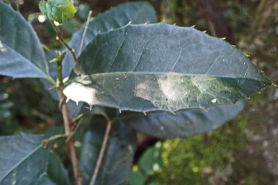 Elaeodendron croceum, photographed by Di Turner