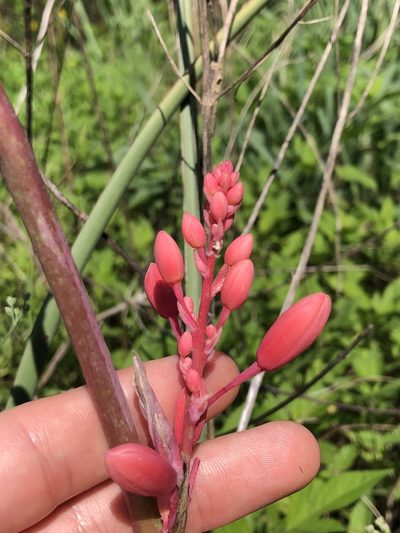 Hesperaloe parviflora, photographed by Sophia K